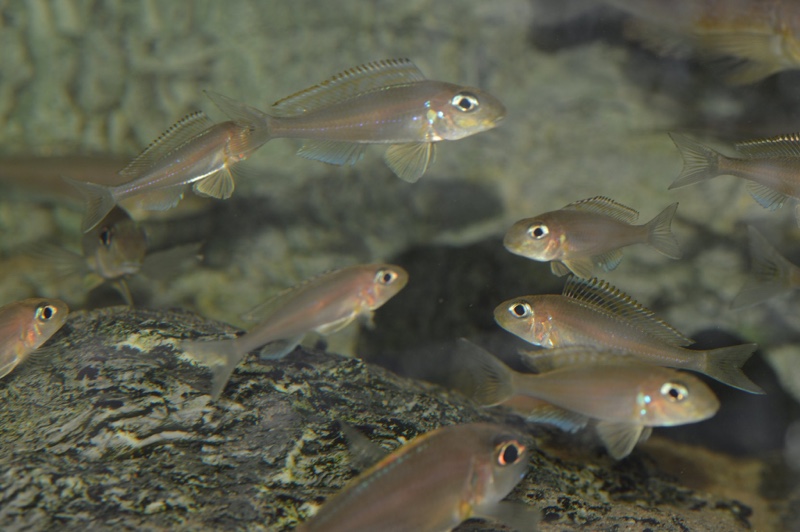 Xenotilapia nasus 'Chituta Bay'